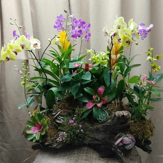 Yellow Potted orchids & Purple Dendrobium