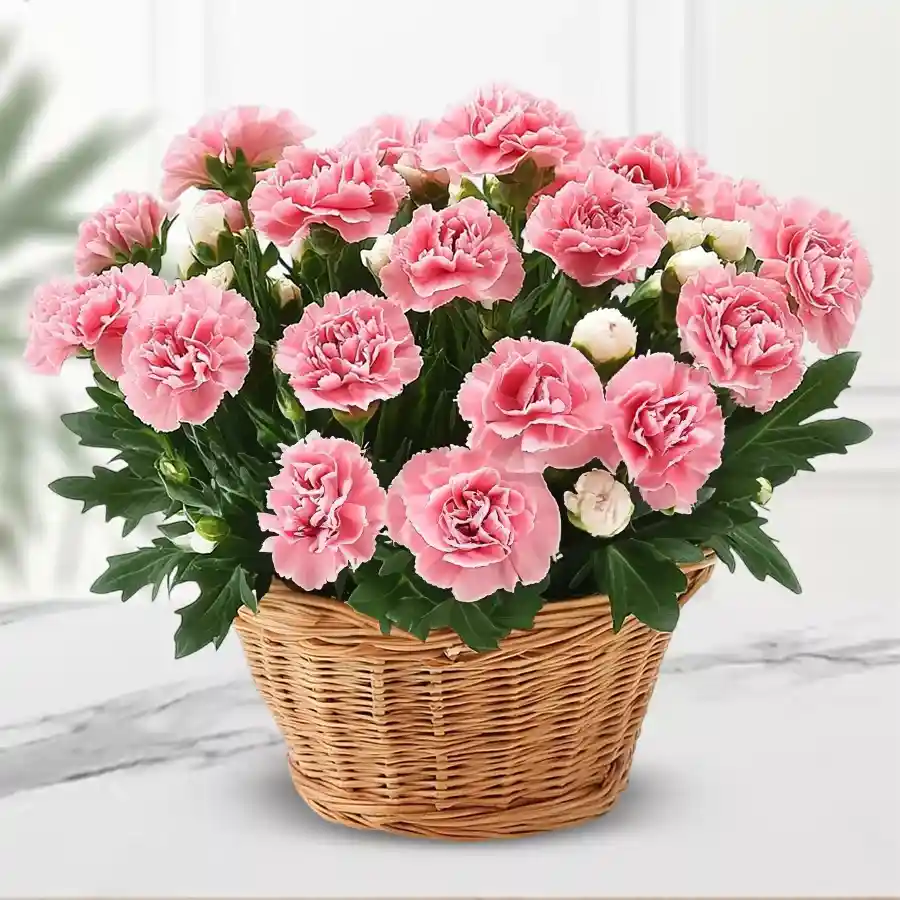 20 fresh pink Carnation flowers